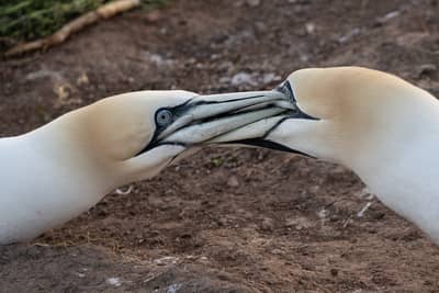 Helgoland (kopia) — 28