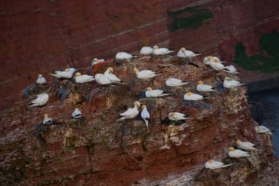 Helgoland (kopia) — 22