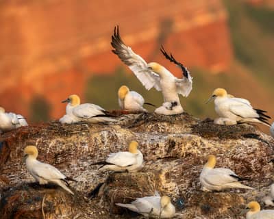 Helgoland (kopia) — 14