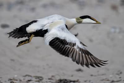 Helgoland (kopia) — 42