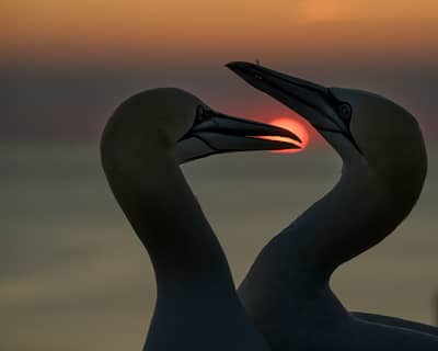 Helgoland (kopia) — 43