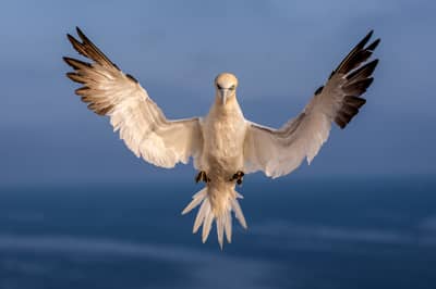 Helgoland (kopia) — 25