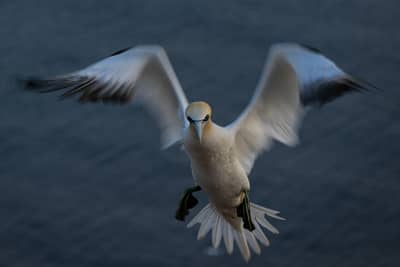 Helgoland (kopia) — 29