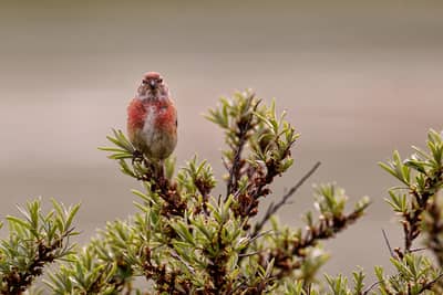 Helgoland (kopia) — 10