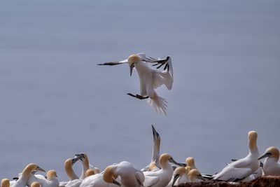 Helgoland (kopia) — 26