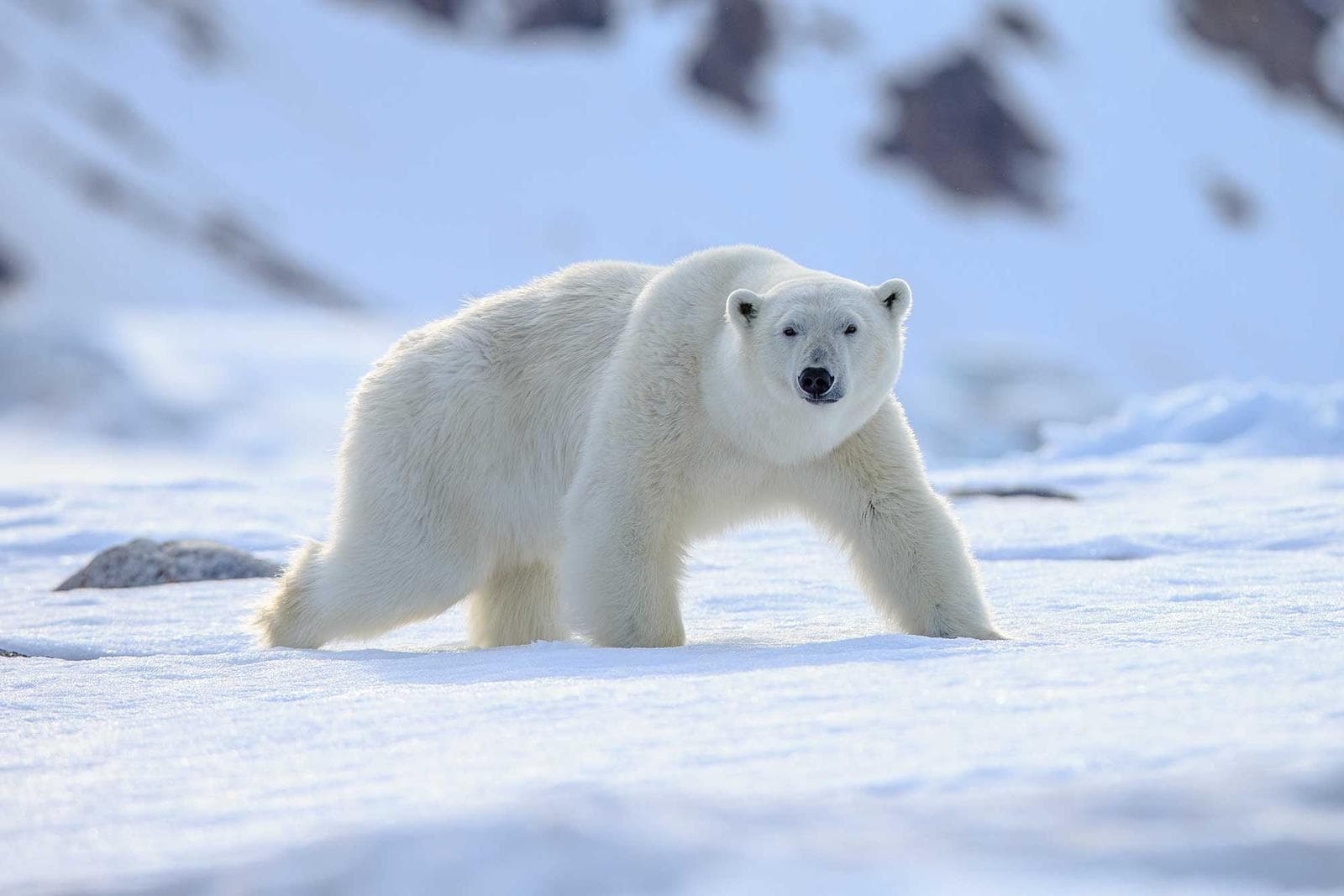 Svalbard — Isbjørner og arktisk dyreliv