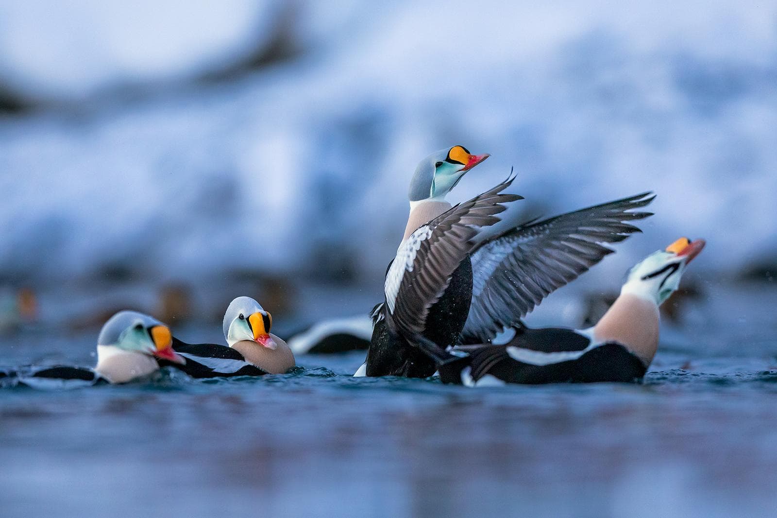Varanger — Arktisk fugleliv i Nordeuropas ytterste kant