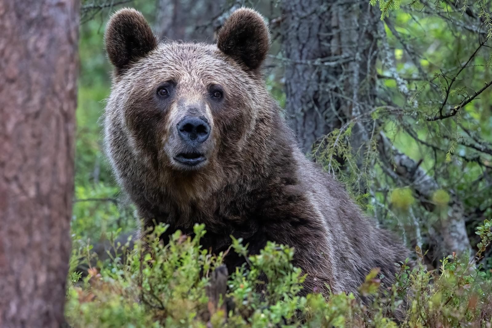 Bjørner og ulver i klassiske finske trakter — 12