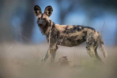 Mana Pools — 9