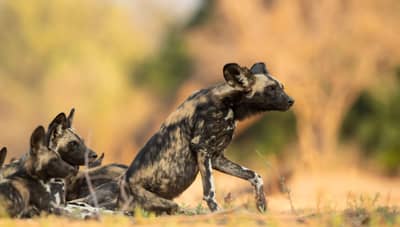 Mana Pools — 41