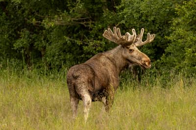 Ørnenes rike — 17