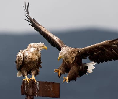 Ørnenes rike — 22