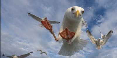 Ørnenes rike — 21