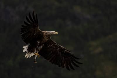 Ørnenes rike — 24