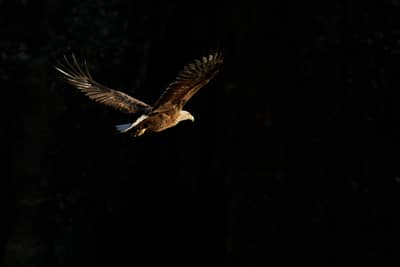 Ørnenes rike — 26