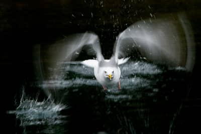 Ørnenes rike — 10