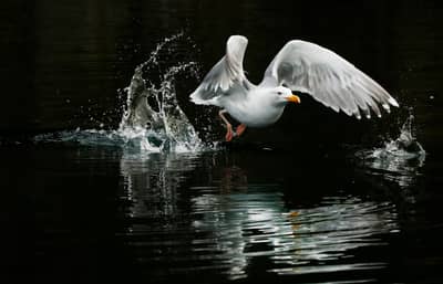 Ørnenes rike — 18