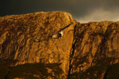 Ørnenes rike — 15