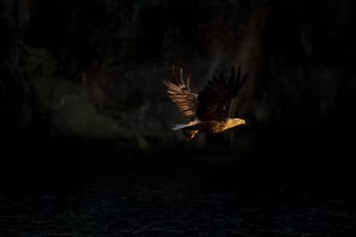 Ørnenes rike — 13