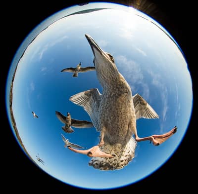 Ørnenes rike — 25