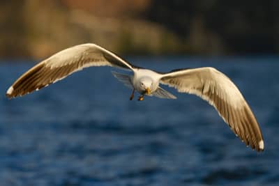 Ørnenes rike — 23