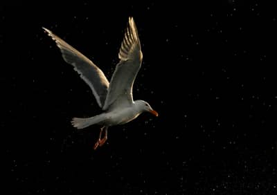 Ørnenes rike — 14