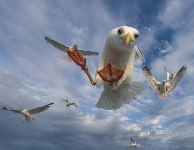 Ørnenes rike — 12