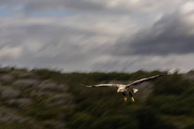 Ørnenes rike — 16