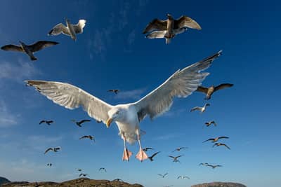 Ørnenes rike — 27