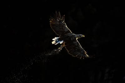 Ørnenes rike høstfarger — 1