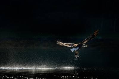 Ørnenes rike høstfarger — 3