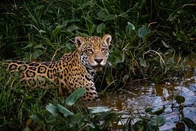 Jaguarer i Pantanal