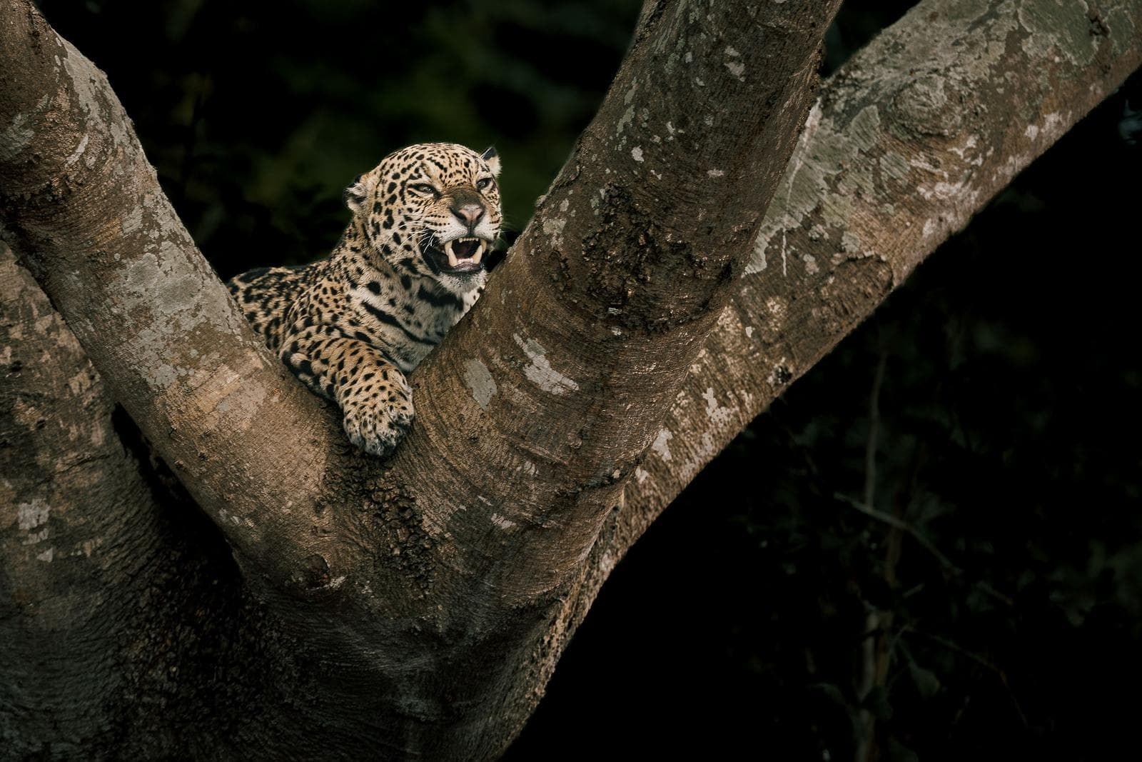 Jaguarer i Pantanal