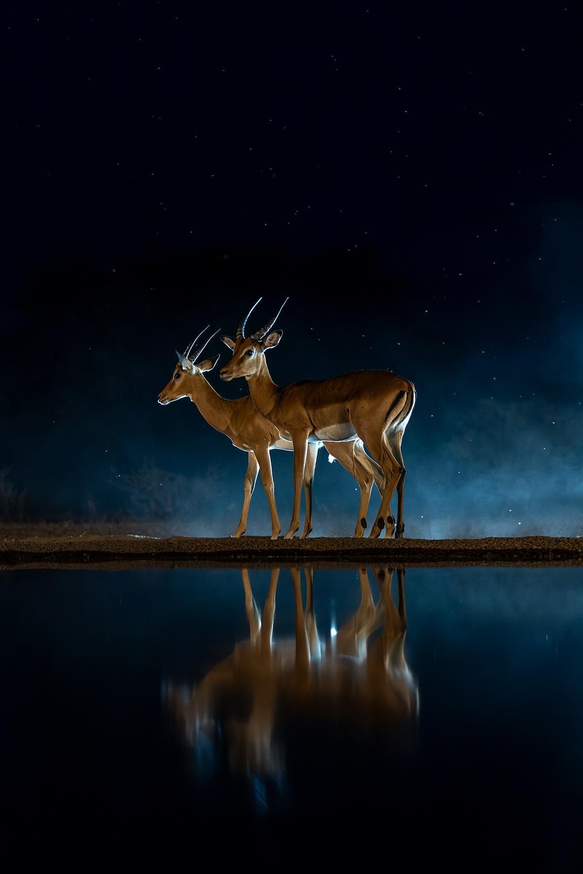 Skjulfotografering i Shompole Wilderness — 4