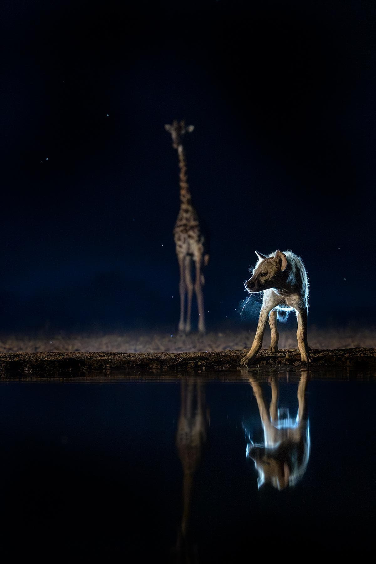 Skjulfotografering i Shompole Wilderness — 5