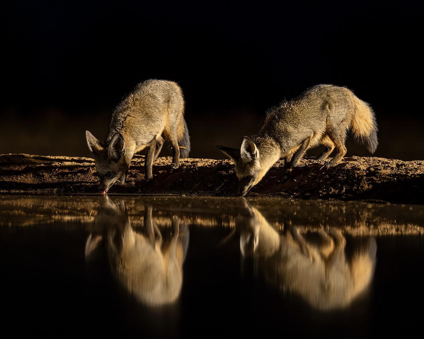 Skjulfotografering i Shompole Wilderness — 7