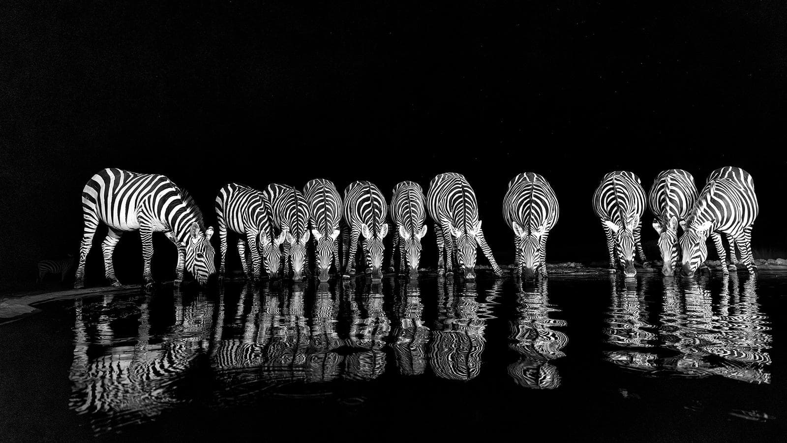 Skjulfotografering i Shompole Wilderness — 8