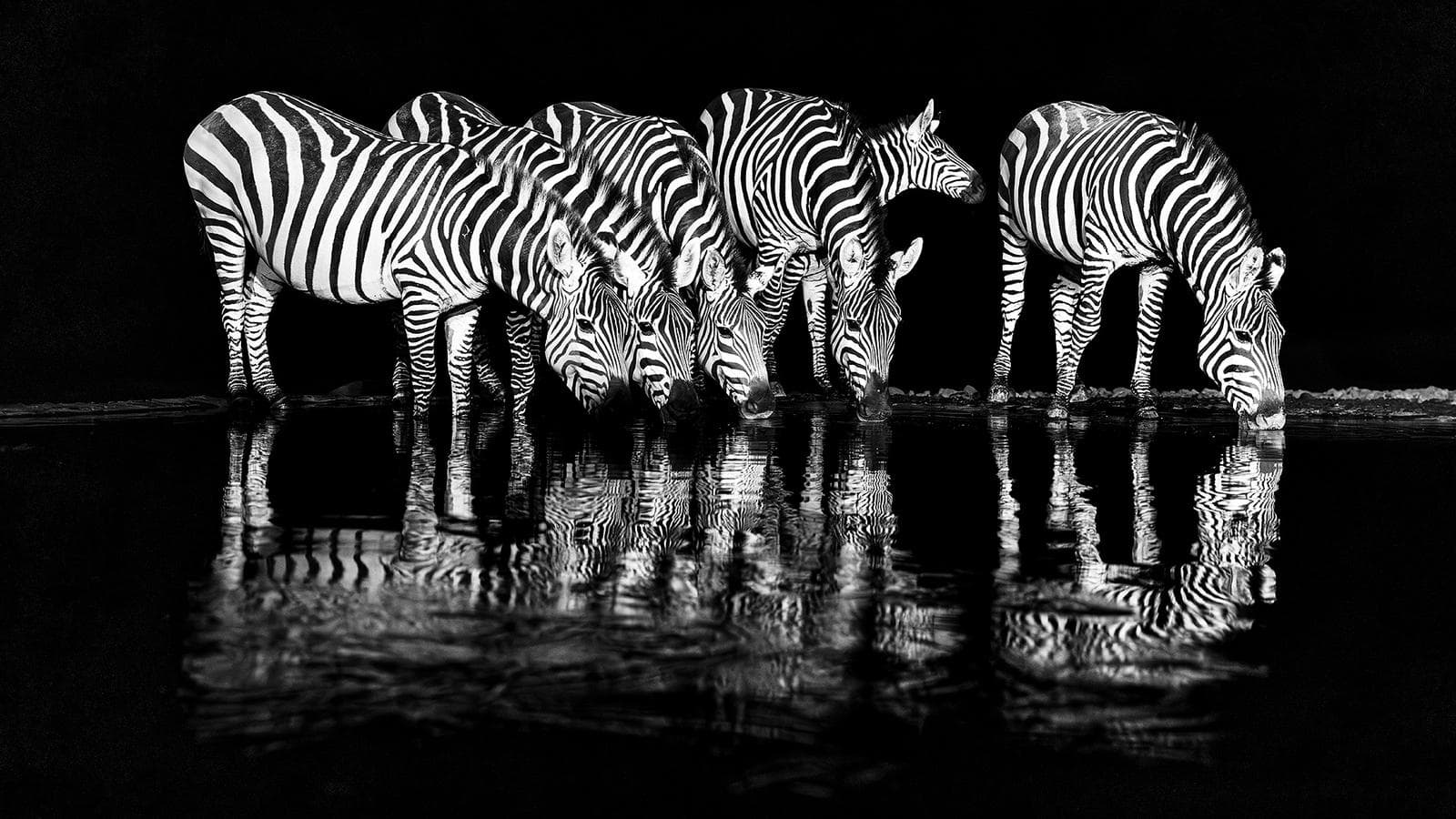 Skjulfotografering i Shompole Wilderness — 10