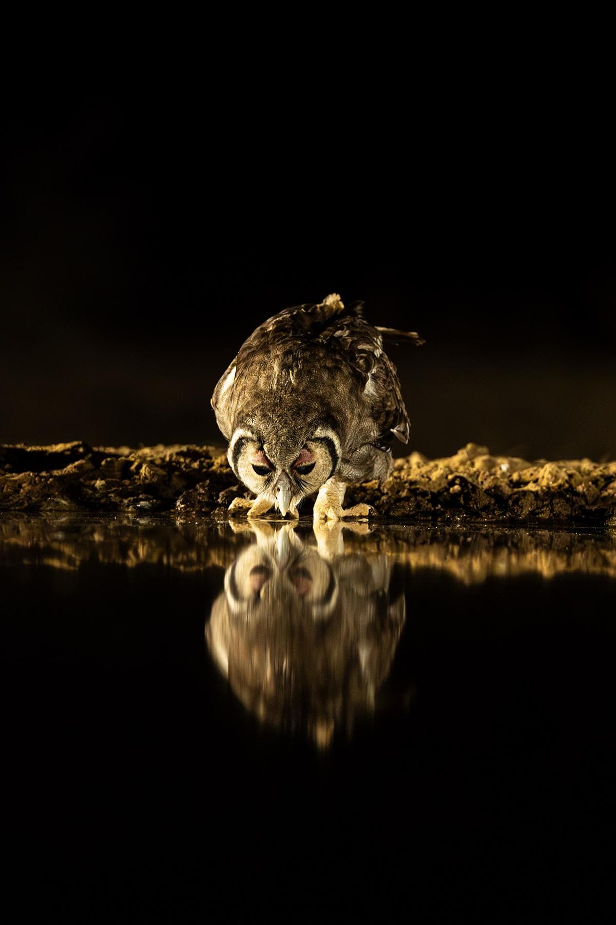 Skjulfotografering i Shompole Wilderness — 11