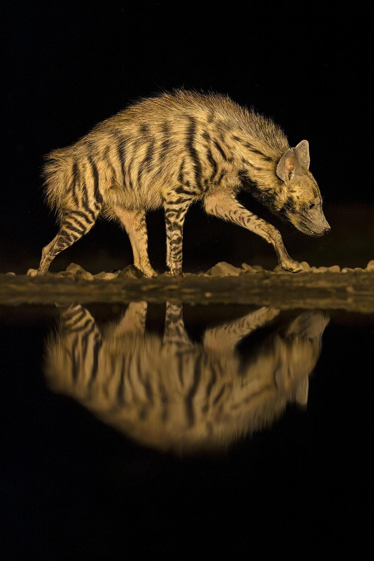 Skjulfotografering i Shompole Wilderness — 12