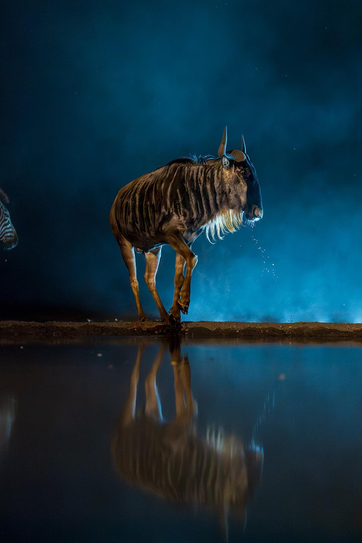 Skjulfotografering i Shompole Wilderness — 15