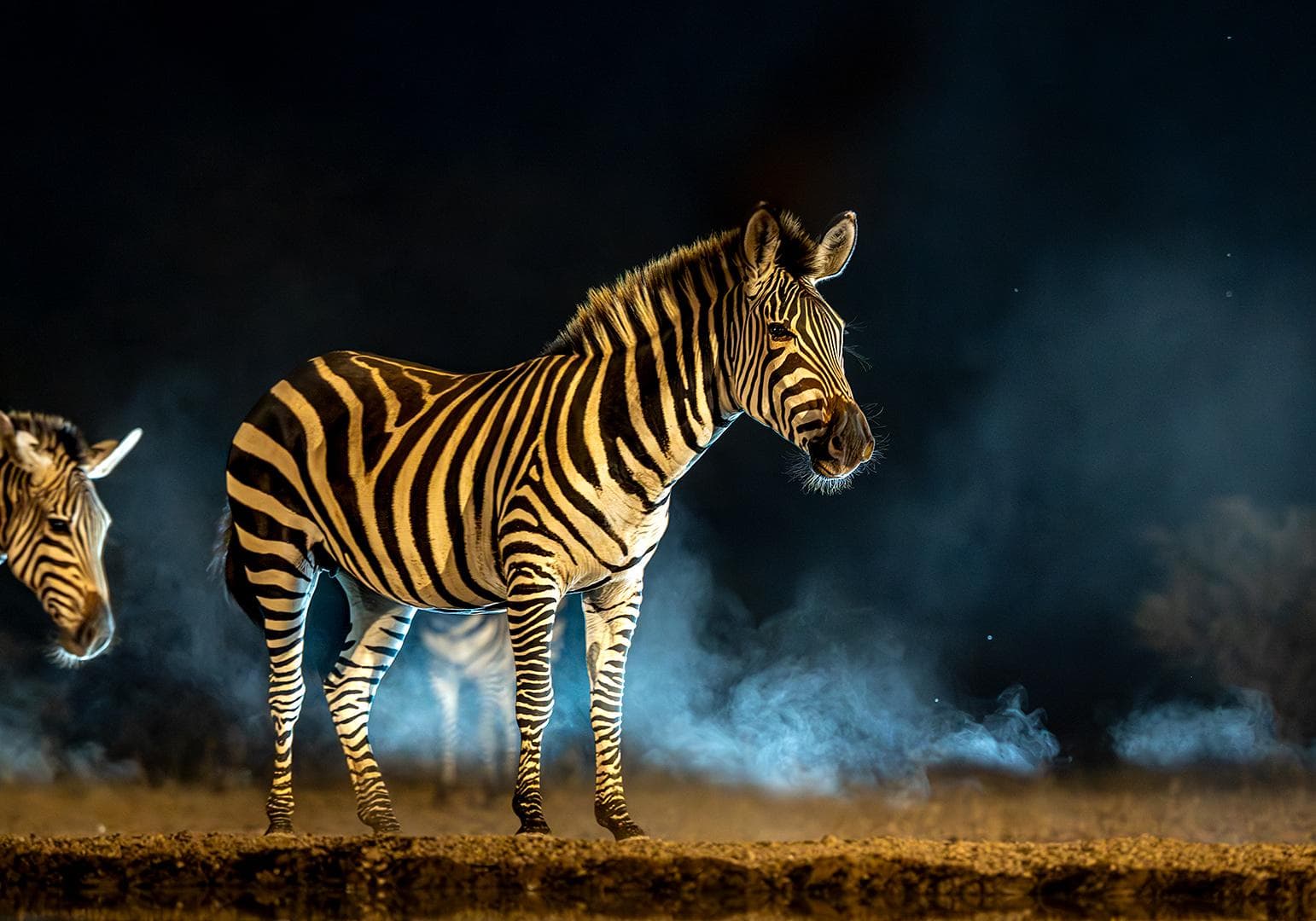 Skjulfotografering i Shompole Wilderness — 14