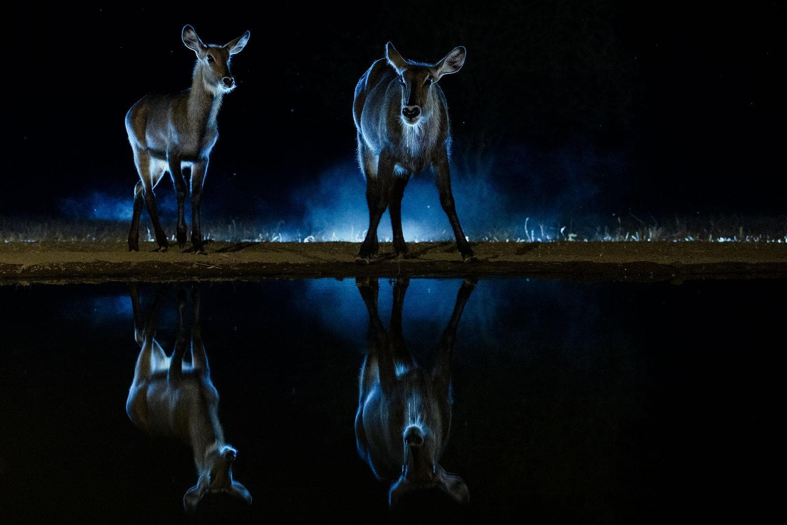 Skjulfotografering i Shompole Wilderness — 21
