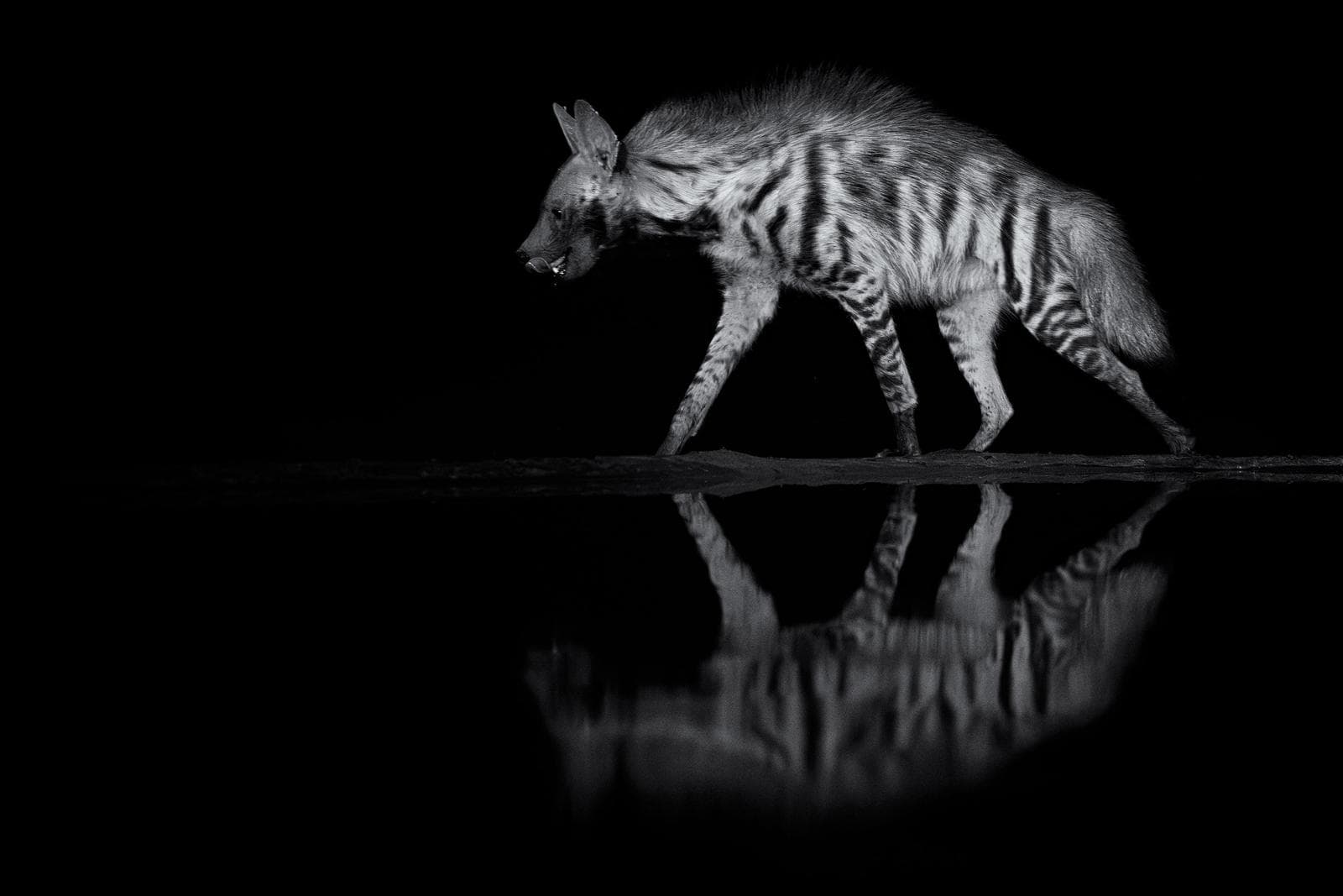 Skjulfotografering i Shompole Wilderness — 20