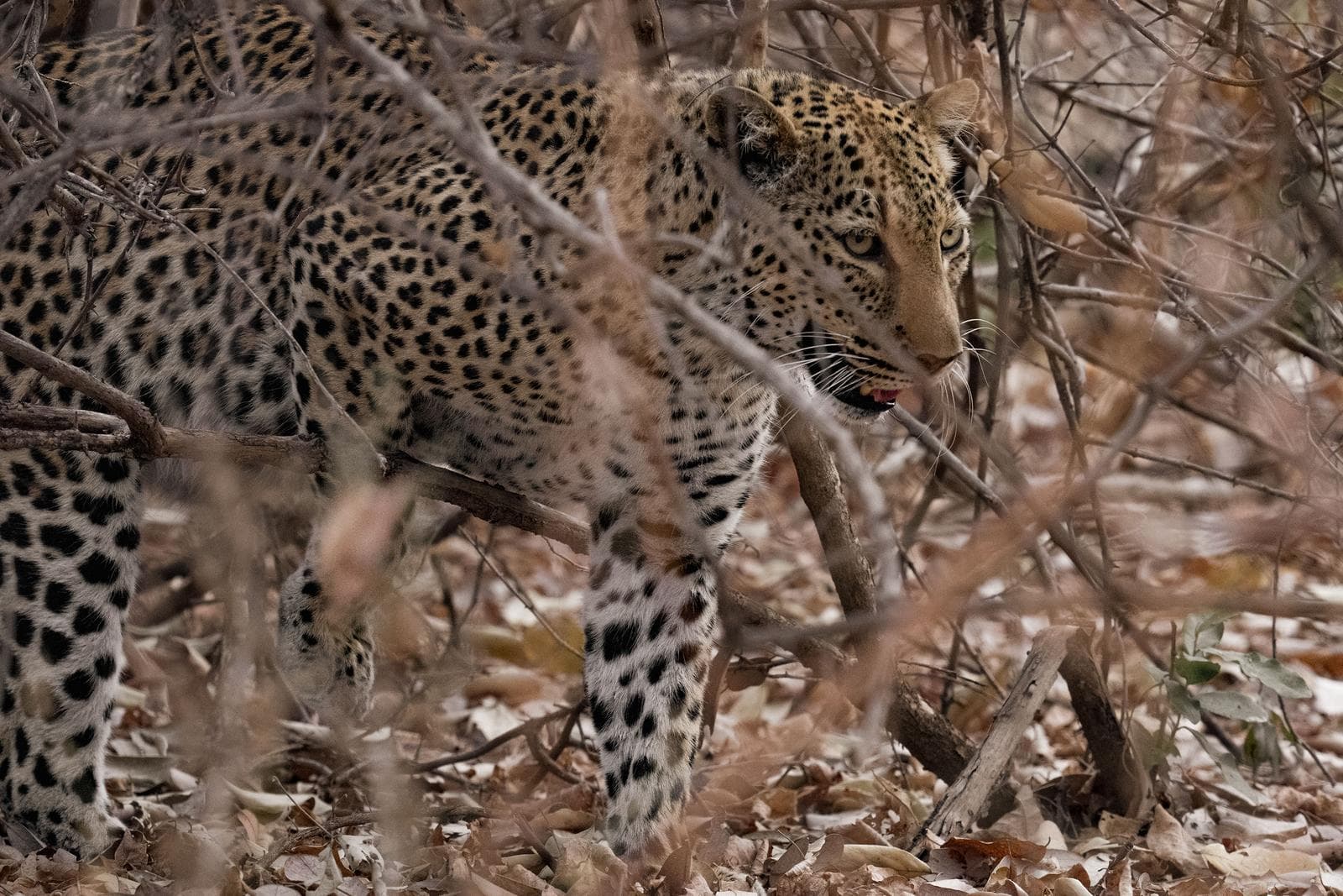 South Luangwa — 20