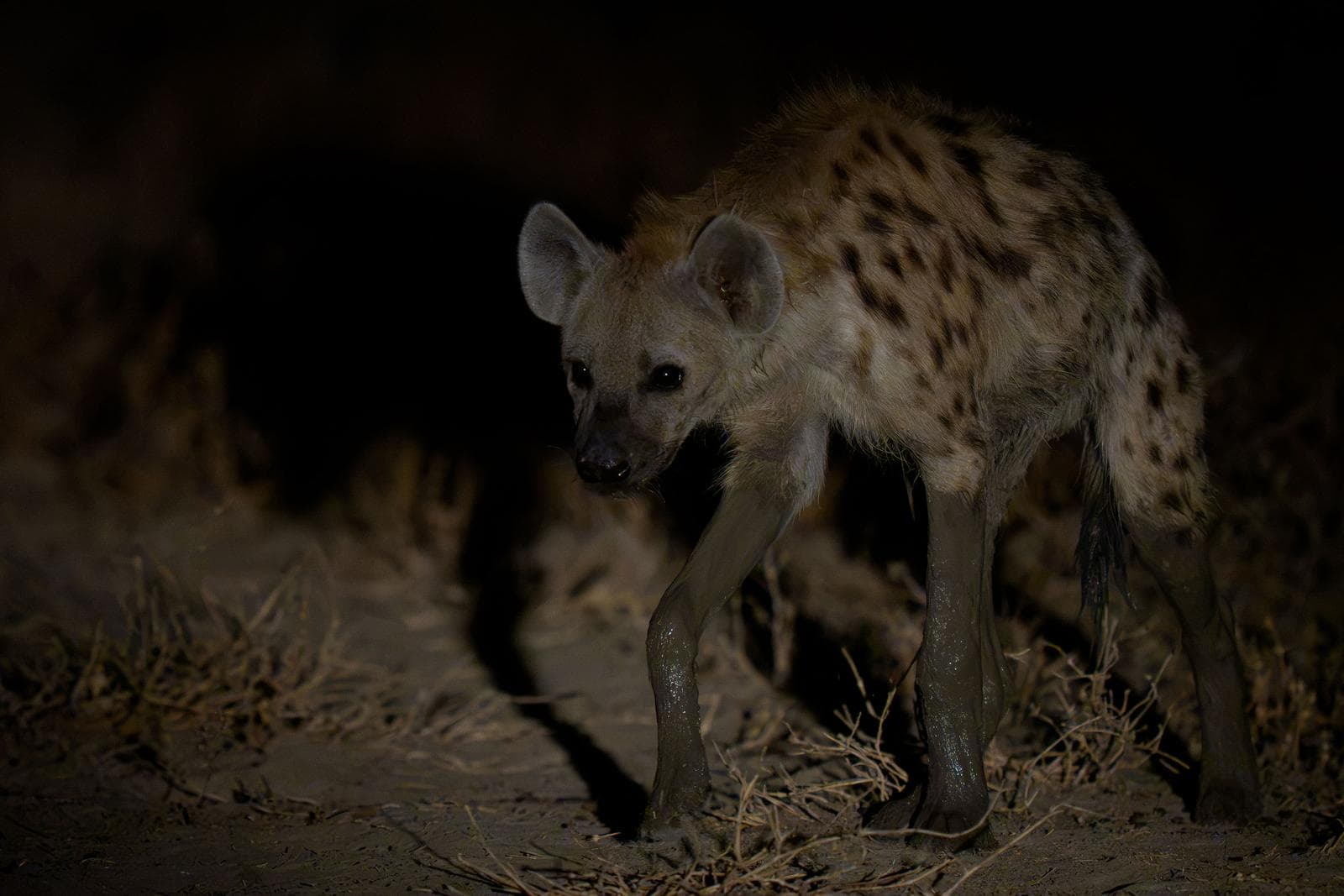 South Luangwa — 21
