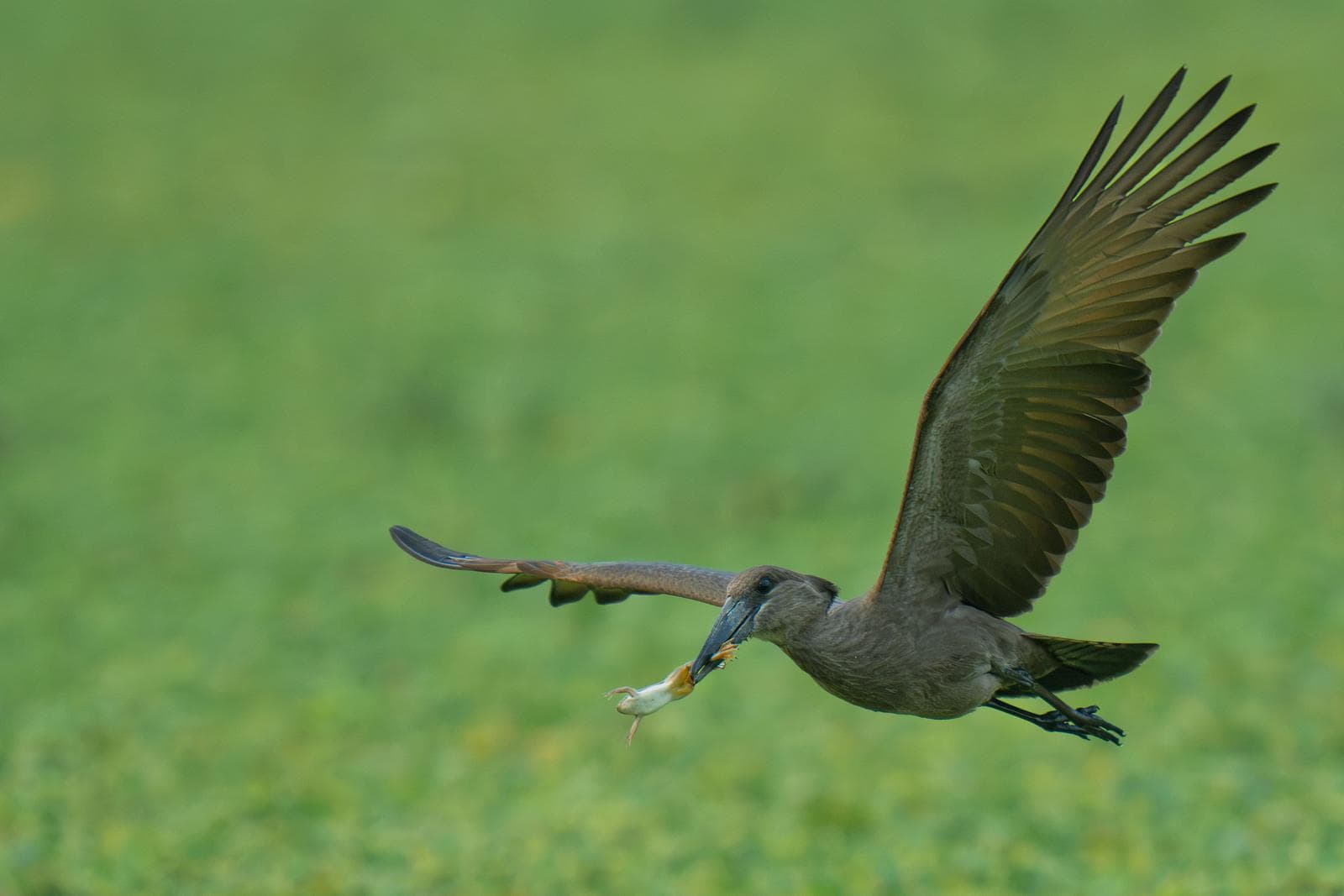 South Luangwa — 27
