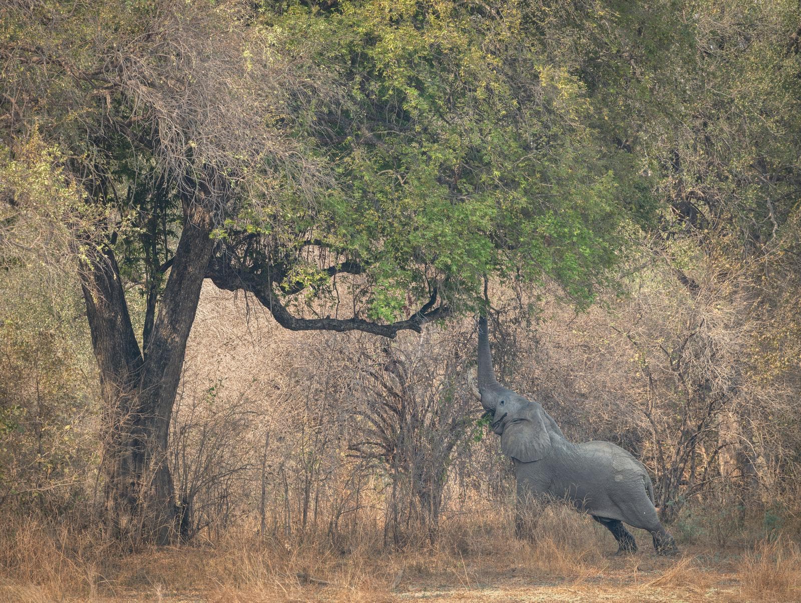 South Luangwa — 29
