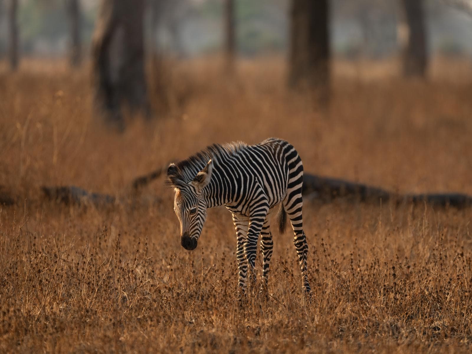 South Luangwa — 34