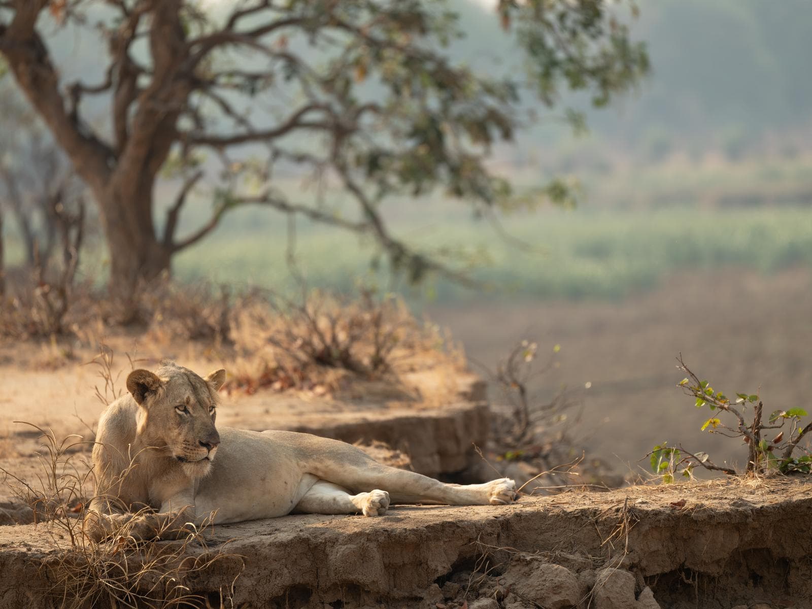South Luangwa — 37